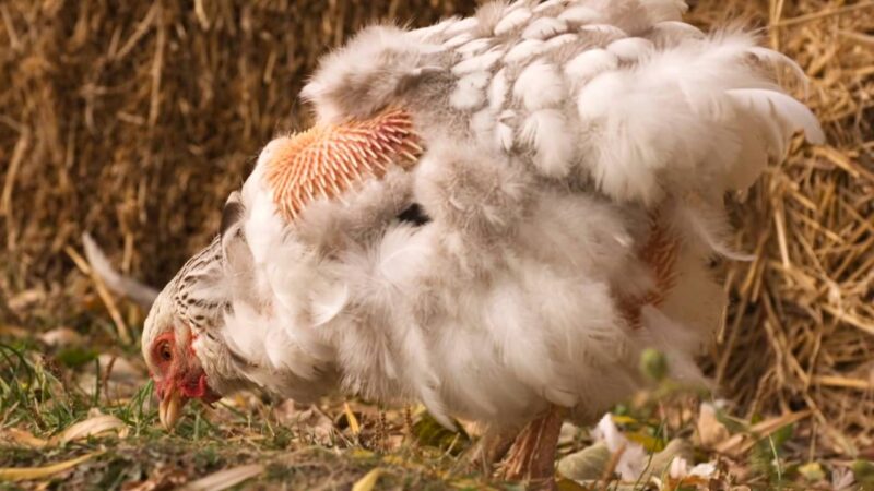 Egg Production (Video)